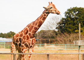 浜松市動物園<br>「はまZOO」